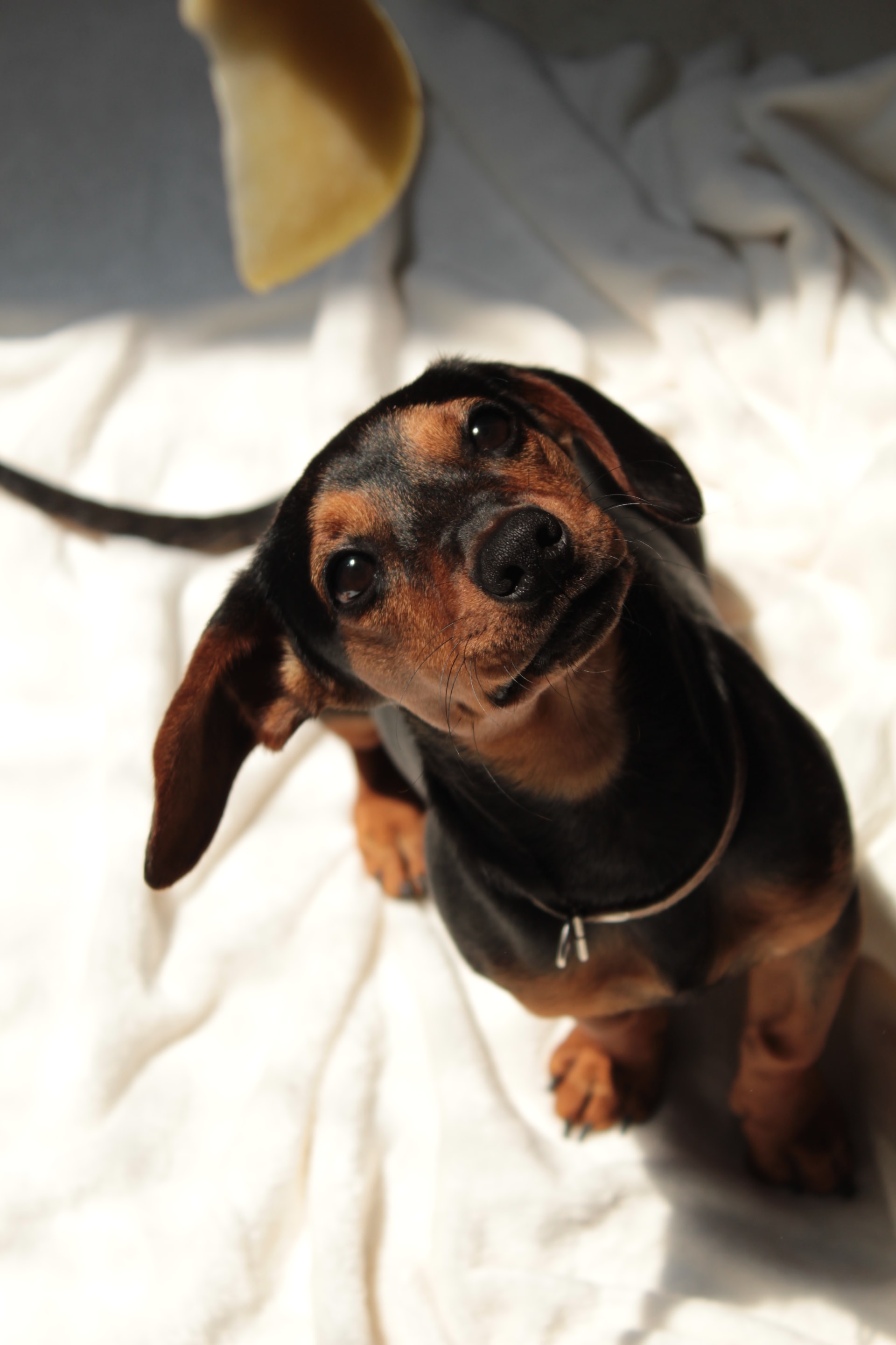 anuncios de cachorros de mascotanuncio