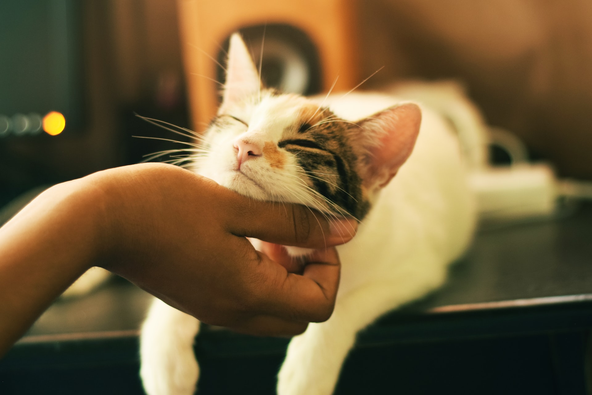 anuncios de gatos en mascotanuncio